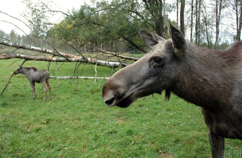 Под Черниговом убивший лося браконьер умер, убегая от лесника
