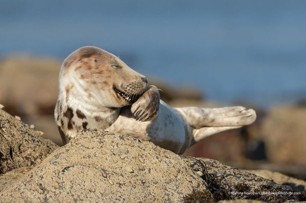 Оголошено переможця премії 'Найсмішніше фото тварини': яскраві кадри з життя дикої природи Оголошено переможця премії 'Найсмішніше фото тварини': яскраві кадри з життя дикої природи