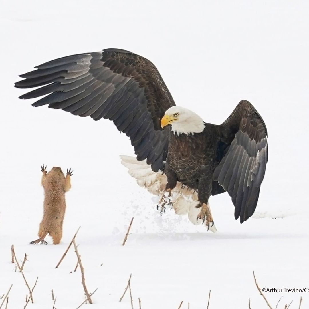 Оголошено переможця премії 'Найсмішніше фото тварини': яскраві кадри з життя дикої природи Оголошено переможця премії 'Найсмішніше фото тварини': яскраві кадри з життя дикої природи