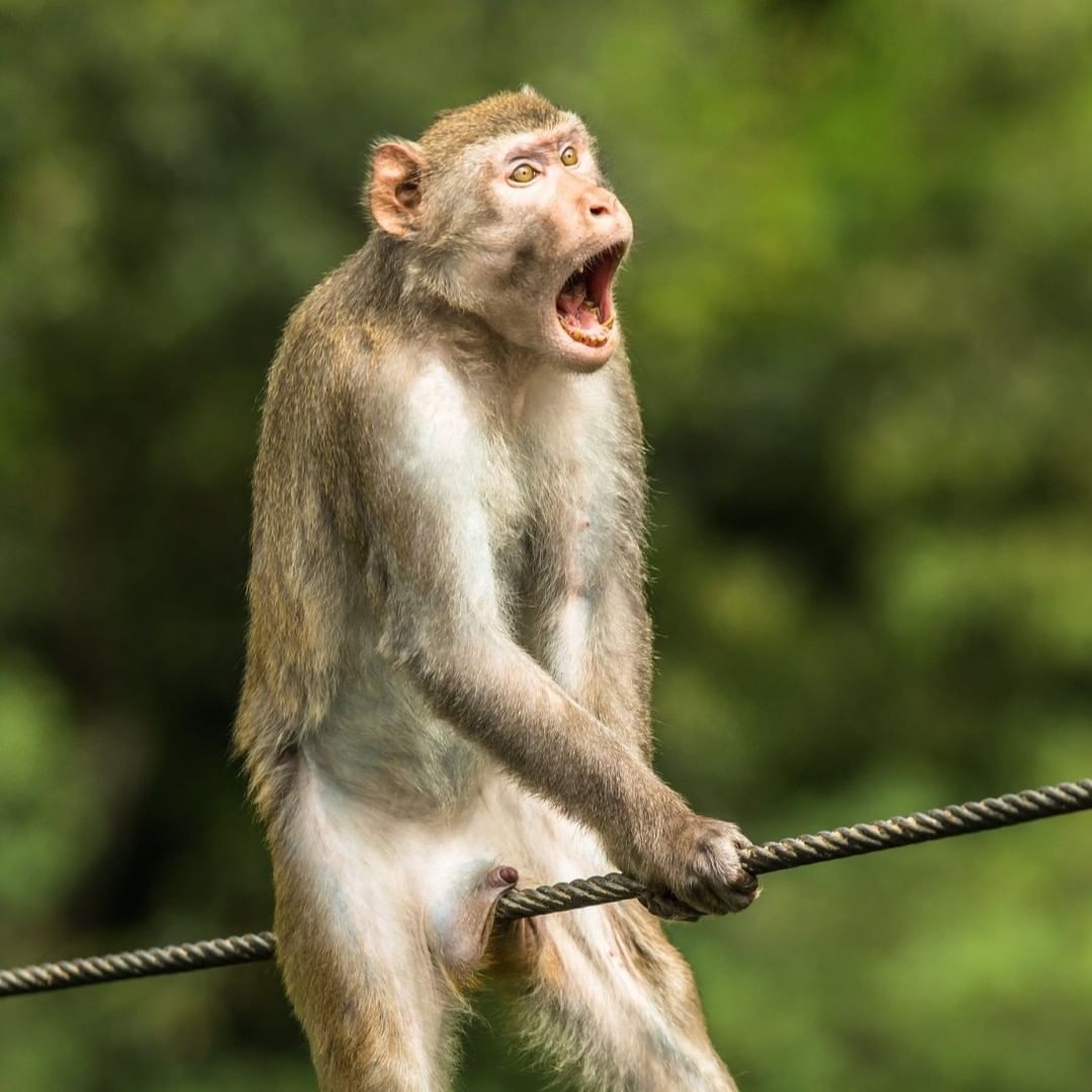 Оголошено переможця премії 'Найсмішніше фото тварини': яскраві кадри з життя дикої природи Оголошено переможця премії 'Найсмішніше фото тварини': яскраві кадри з життя дикої природи