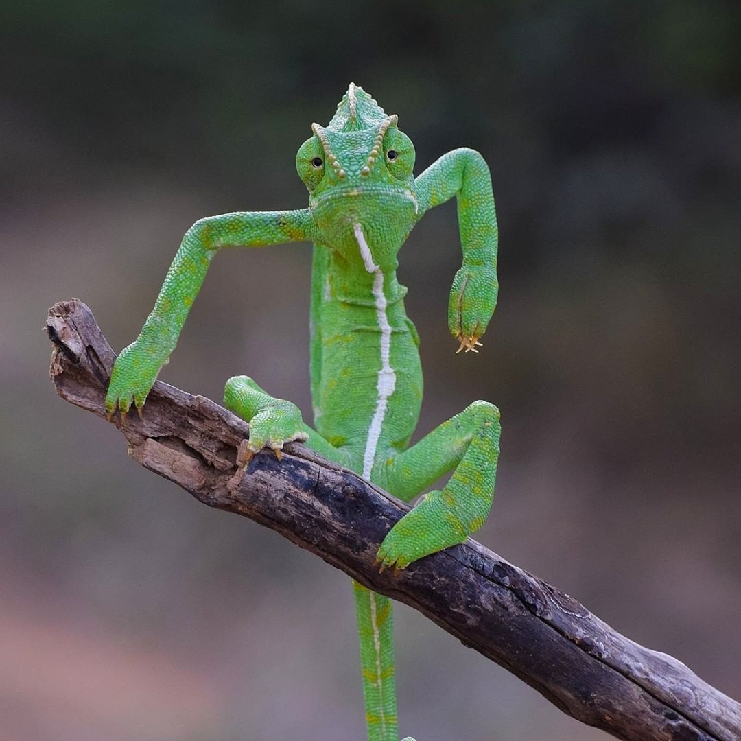 Оголошено переможця премії 'Найсмішніше фото тварини': яскраві кадри з життя дикої природи Оголошено переможця премії 'Найсмішніше фото тварини': яскраві кадри з життя дикої природи
