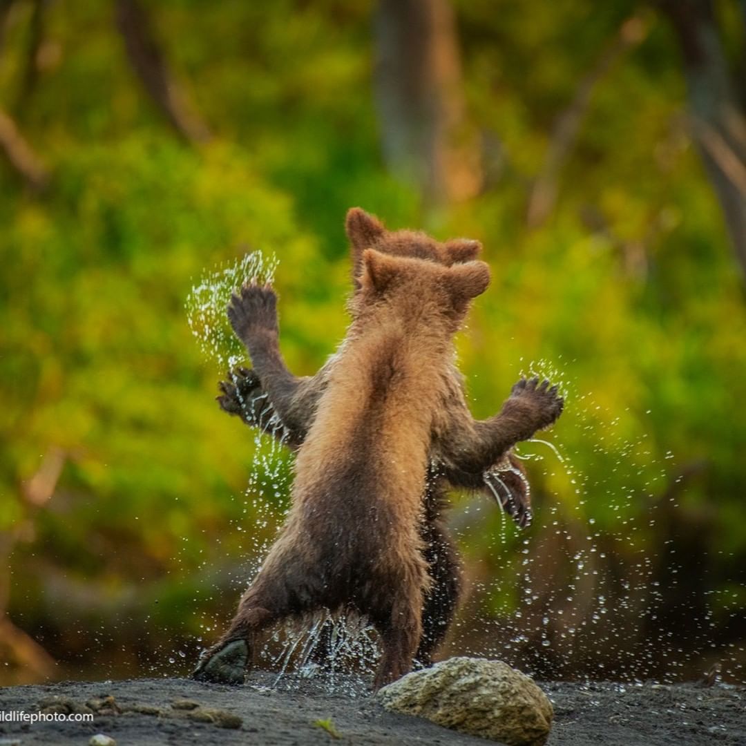 Оголошено переможця премії 'Найсмішніше фото тварини': яскраві кадри з життя дикої природи Оголошено переможця премії 'Найсмішніше фото тварини': яскраві кадри з життя дикої природи