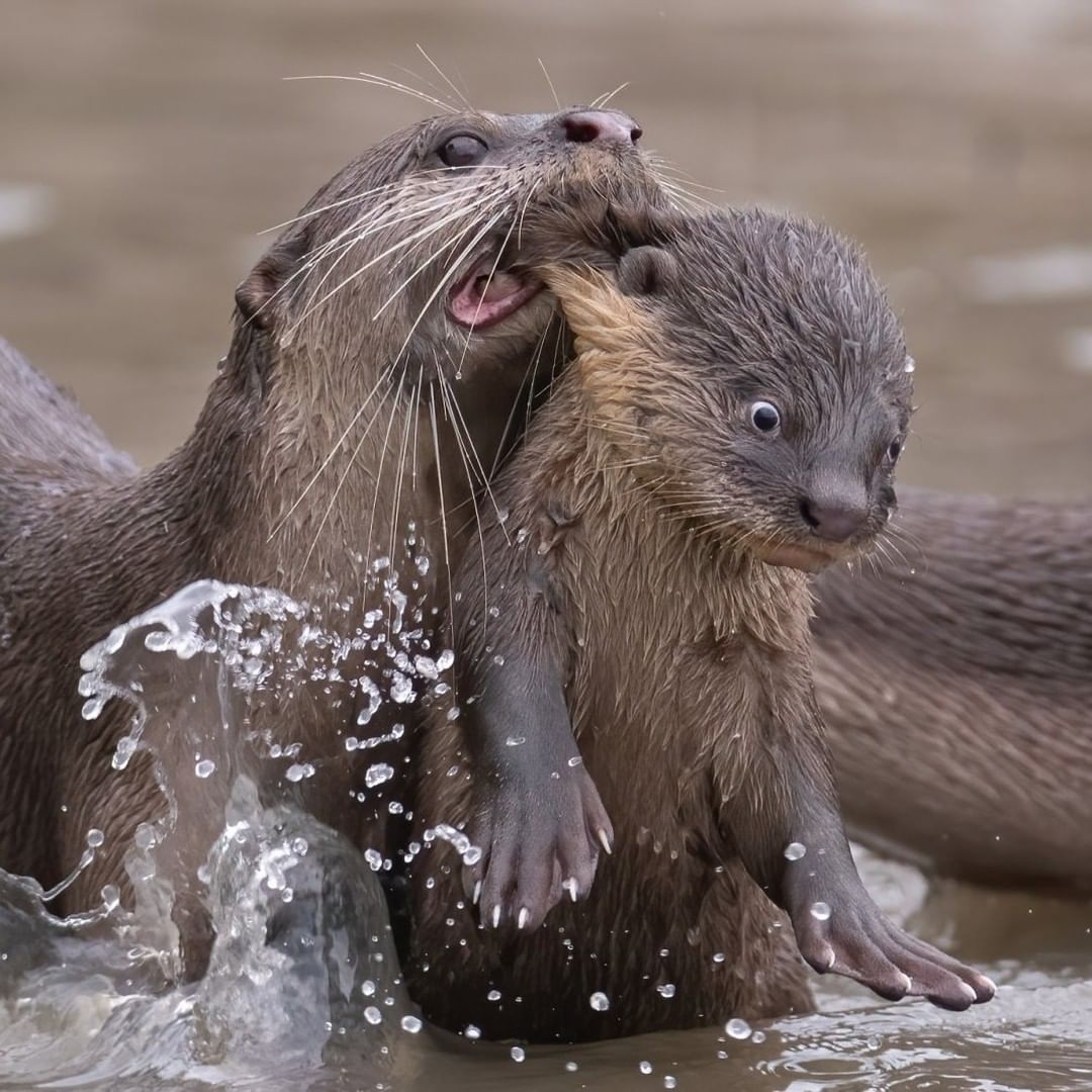 Оголошено переможця премії 'Найсмішніше фото тварини': яскраві кадри з життя дикої природи Оголошено переможця премії 'Найсмішніше фото тварини': яскраві кадри з життя дикої природи