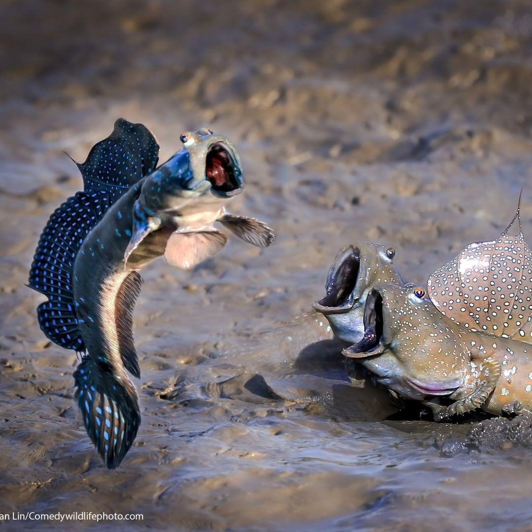 Оголошено переможця премії 'Найсмішніше фото тварини': яскраві кадри з життя дикої природи Оголошено переможця премії 'Найсмішніше фото тварини': яскраві кадри з життя дикої природи