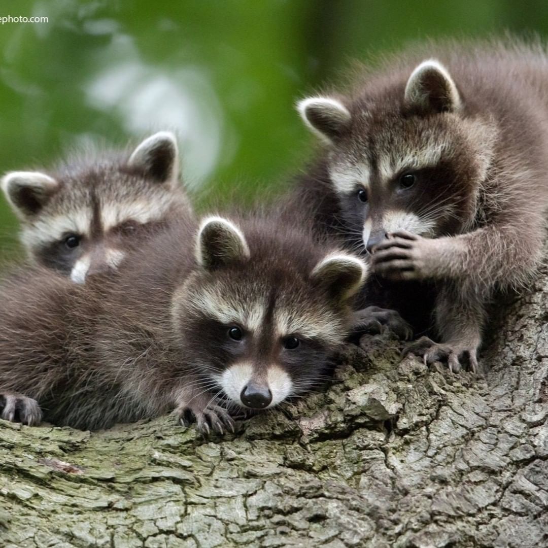 Оголошено переможця премії 'Найсмішніше фото тварини': яскраві кадри з життя дикої природи Оголошено переможця премії 'Найсмішніше фото тварини': яскраві кадри з життя дикої природи