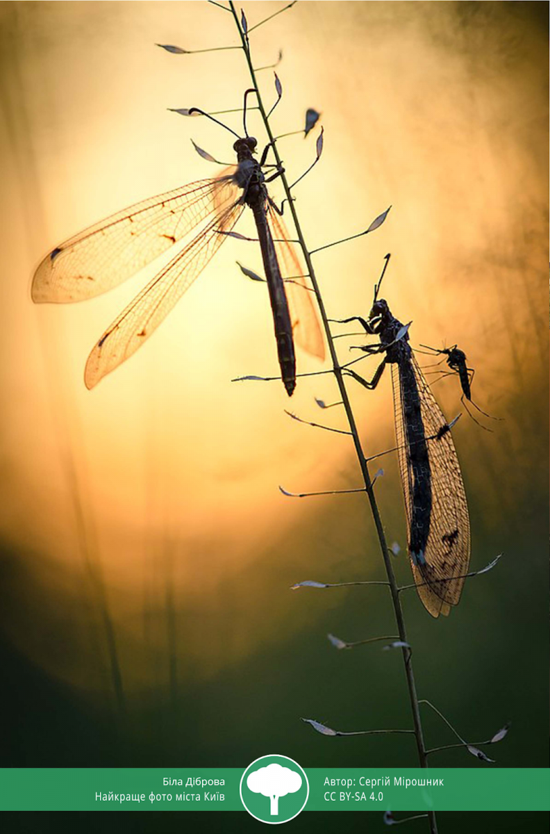 ТОП-10 світлин "Вікі любить Землю 2021" ТОП-10 світлин "Вікі любить Землю 2021"
