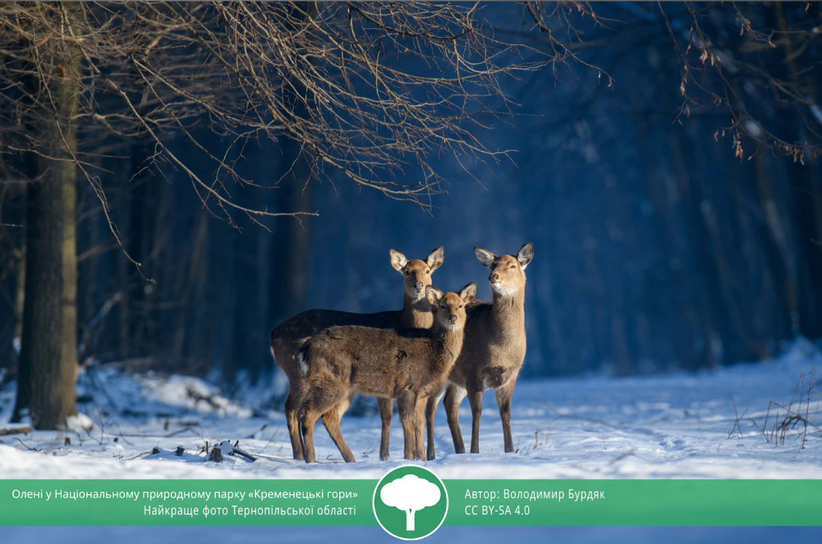 ТОП-10 світлин "Вікі любить Землю 2021" ТОП-10 світлин "Вікі любить Землю 2021"