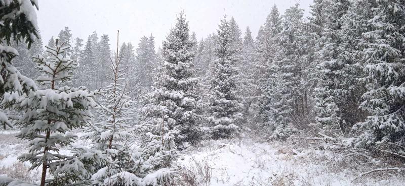 Закарпатье завалило снегом