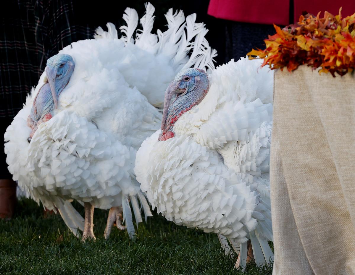 Байден помилував двох індичок на честь Дня подяки