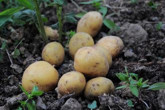 картофель