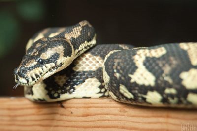 На Сумщине женщина наткнулась на трехметрового питона На Сумщине женщина наткнулась на трехметрового питона