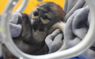 В Китае создали искусственную обезьяну