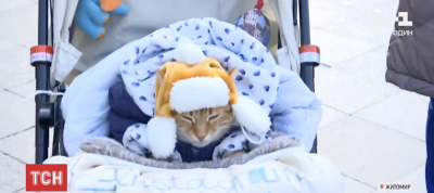 Як визначити вік кота: названі п'ять способів