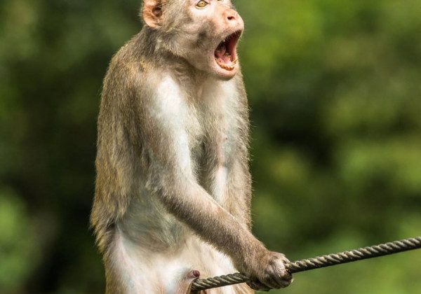 Оголошено переможця премії "Найсмішніше фото тварини": яскраві кадри з життя дикої природи