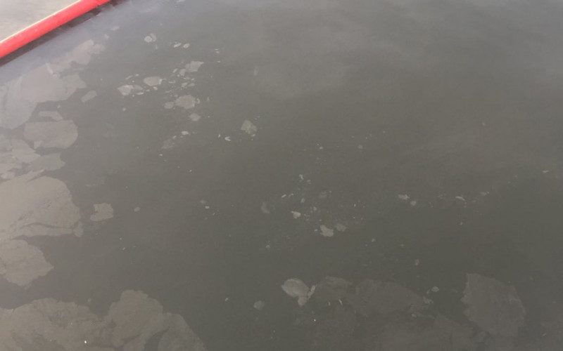 У Миколаєві лиман покрився соняшниковою олією