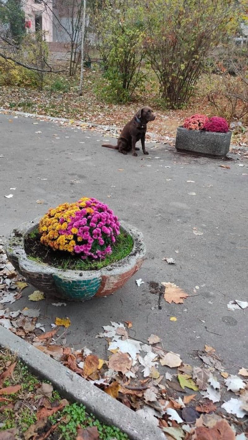 Пример, достойный подражания: в Одессе парень убрал мусорку - на ее месте выросли цветы