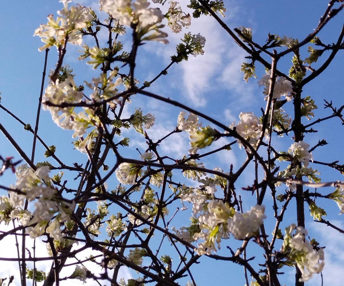 Зимнее чудо: в Одессе внезапно зацвела калина