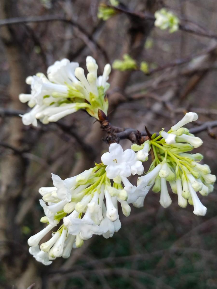Зимнее чудо: в Одессе внезапно зацвела калина
