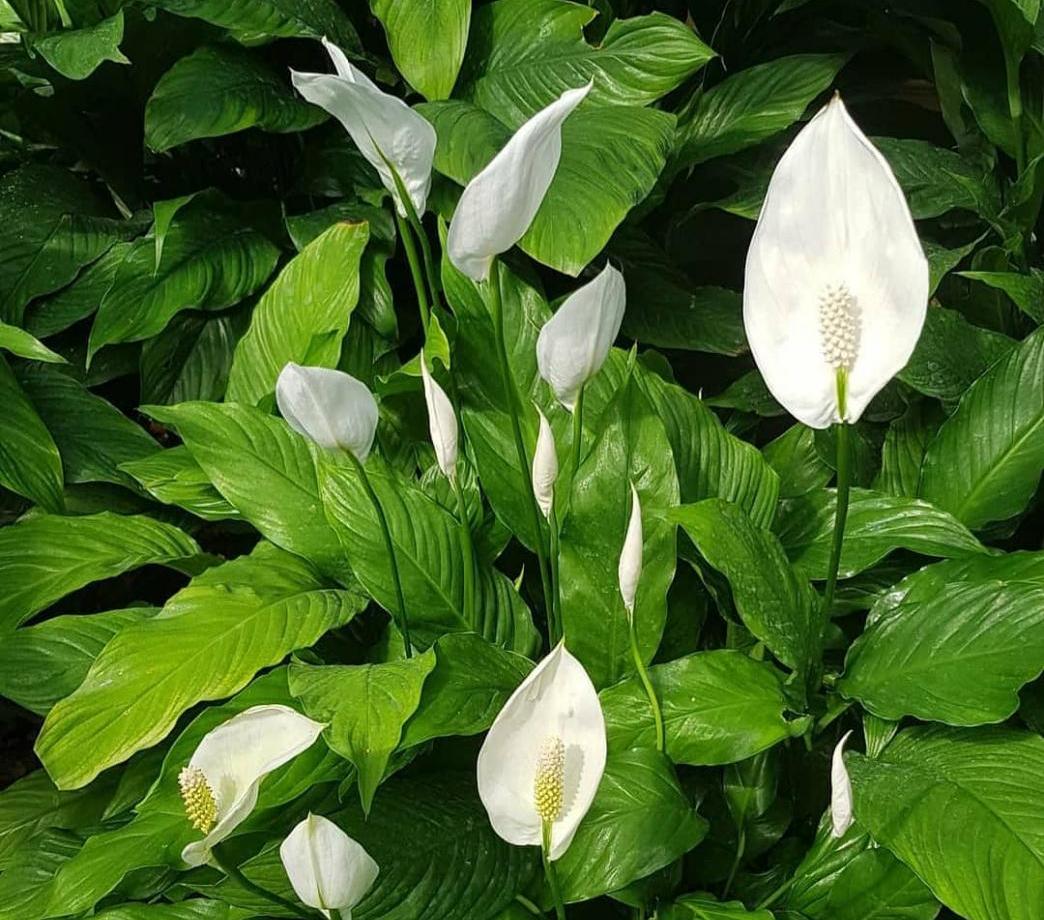 спатифиллум спатифиллум