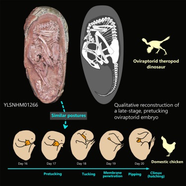 Найдено яйцо динозавра с уникально сохранившимся эмбрионом внутри: впечатляющее фото 'малыша Инляна'