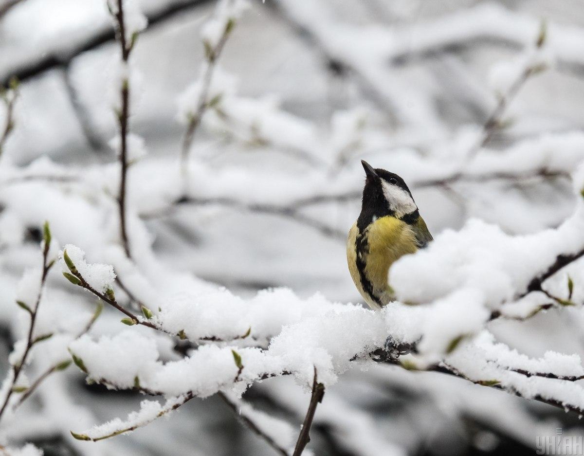 Погода, мороз Погода, мороз