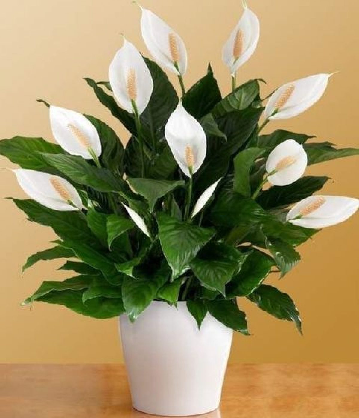 Цветок в горшке женское счастье как ухаживать. Спатифиллум. Спатифиллум (Spathiphyllum). Спатифиллум (Peace Lily).