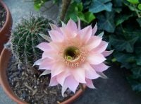 Як змусити кактуси цвісти - простий метод для ледачих