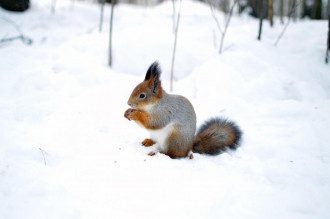 морози