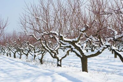 Як підготувати до зими садові дерева: поради експерта