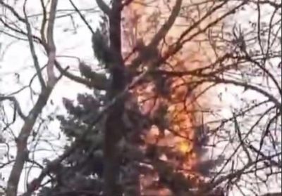 В Кривом Роге бездомная бабушка сожгла громадную елку у горисполкома