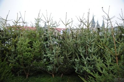 ялинки, ялинковий базар