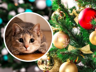 Подарок для кота на Новый год Подарок для кота на Новый год