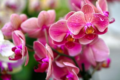 Гниє коріння і жовтіє листя: причини загибелі орхідеї та як врятувати екзотичну квітку