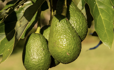 Как вырастить авокадо из косточки и заставить его цвести и плодоносить дома - все секреты и правила