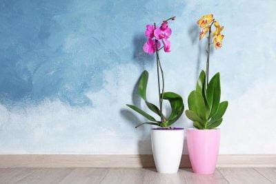 Швидка допомога для орхідей та інших кімнатних квітів: копійчаний спосіб врятувати рослину, що гине