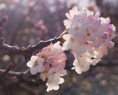 Зимнее чудо: в Одессе внезапно зацвела калина