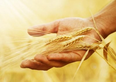 зерно урожай пшеница