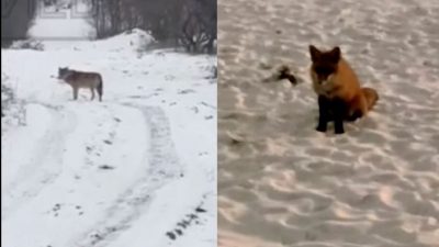 Гуляти варто обережно: у Києві помітили вовка та лисицю