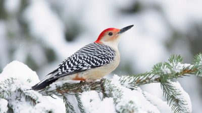 мороз мороз