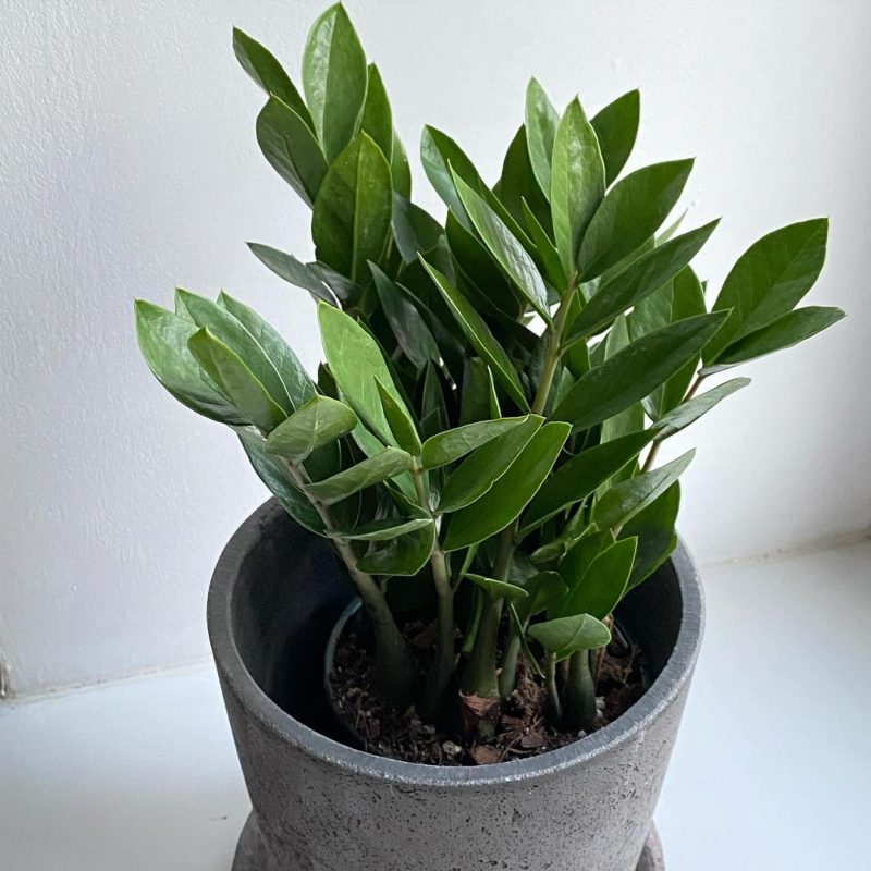 Принесе заміжжя і купу грошей: як змусити цвісти доларове дерево - простий спосіб