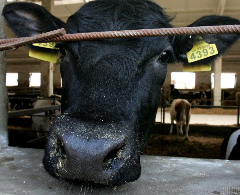 Попал в жернова судьбы: в Николаеве обвальщик мяса упал в пресс и погиб