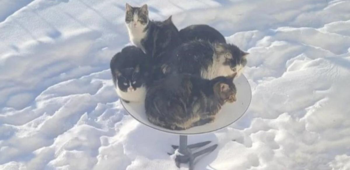 Шерстяное нашествие: в Канаде коты заняли спутниковую тарелку Маска и "обрубили" интернет
