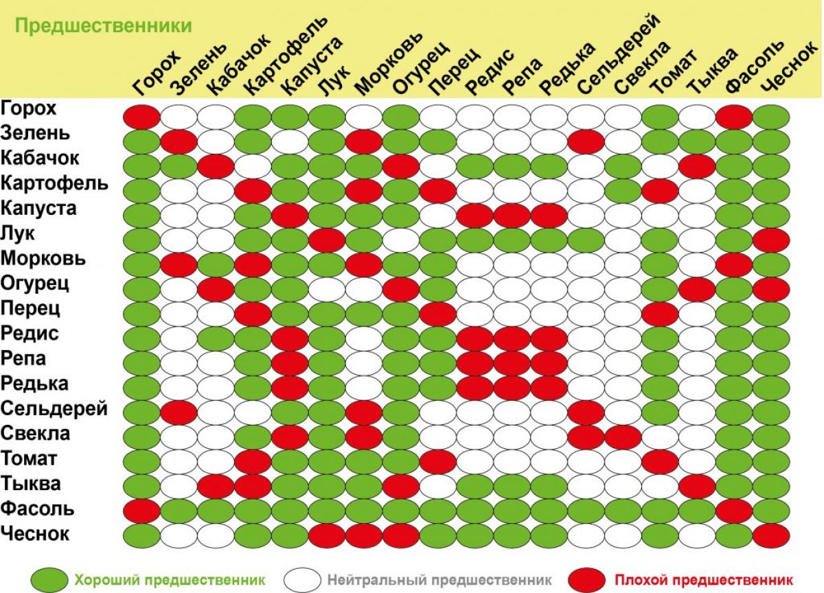 Что лучше посадить рядом. Таблица севооборота овощных культур на огороде. Севооборот овощей на грядках таблица совместимости. Лучшие предшественники для посадки овощей таблица. Таблица совмещенных посадок растений на грядке.