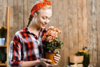 Рослини стануть сильними й квітучими: як використовувати картопляний відвар для розсади та будь-яких квітів