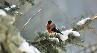 Приметы на 27 января: что нельзя делать в день святой Нины и как не попасть в беду