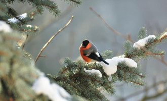 Приметы на 27 января: что нельзя делать в день святой Нины и как не попасть в беду