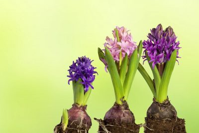 Дома не будет ссор: как вырастить магический луковичный цветок гиацинт на своем подоконнике