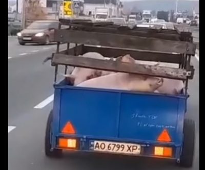 Мережу порвало відео із Закарпаття: свиня втекла з причепа прямо під час руху Мережу порвало відео із Закарпаття: свиня втекла з причепа прямо під час руху