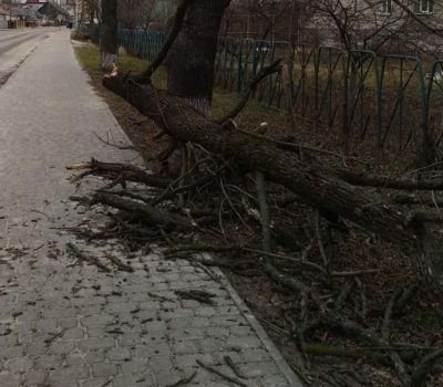 "Рвану рану довелося зашивати": на Волині небезпечне дерево ледь не вбила дідуся з малятком-онукою