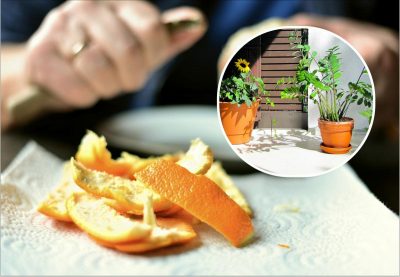 Заміокулькас, каланхое, фікус будуть кайфувати: як використовувати кірки апельсина для квітів